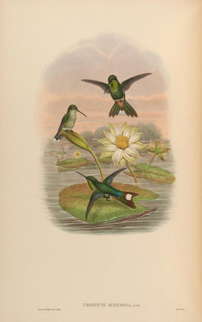 Urosticte ruficrissa - John Gould